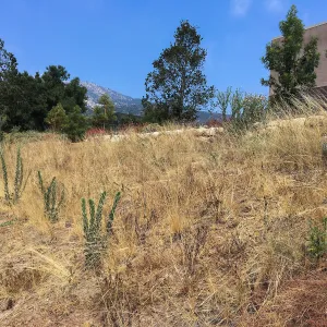Nassella lepida sown on slope west of the PCC