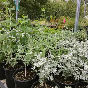 Nursery plants grown for new Island Section