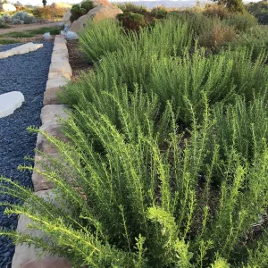 Isocoma menziesii ssp tridentata in the Island View Garden