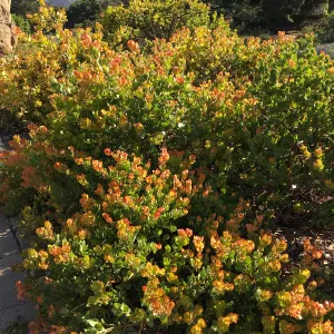 Arctostaphylos Canyon Blush in Ground Cover Display