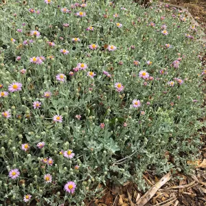 Lessingia Silver Carpet, Betsy Collins garden