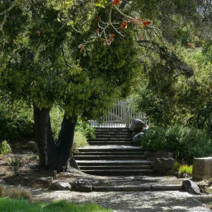 Clara Small Smith Steps