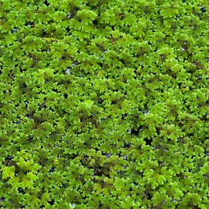 Azolla filiculoides