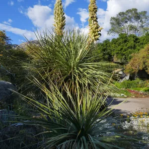 Nolina blossoms