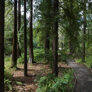 Redwood Section panorama (Coast Redwood)