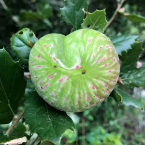 Oak Gall (Coastal Live Oak)