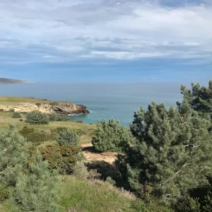 Torrey Pines and Toyon, Hike to Torrey Pines