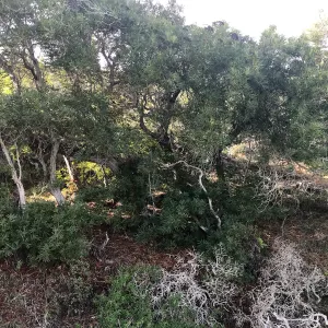 Ironwoods, Hike to Torrey Pines
