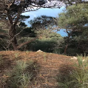 Baby Torrey Pines, Hike to Torrey Pines