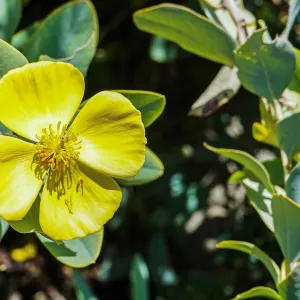Island Bush Poppy
