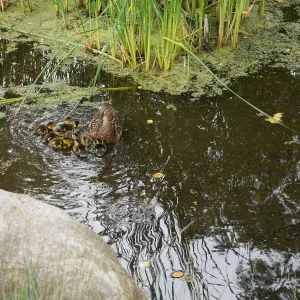 Duck family in the Bessie Bullard Pond