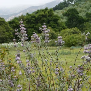 Sage at the Meadow