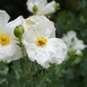 Bee in Matilija Poppy