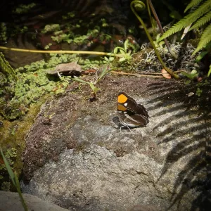 California Sister butterfly