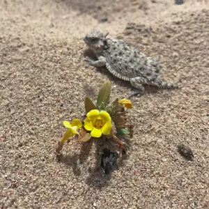 It's hard to decide which is cuter, the sunny yellow Vandenberg monkeyflower (Diplacus vandenbergensis), or the coast horned lizard that is with it. Garden ecologists are working to reduce the threat of purple veldt grass, an invader from southern Afric