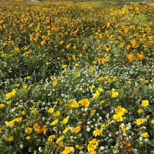 The superbloom of 2019 was spectacular across southern California including on San Clemente Island where this field of goldfields (Lasthenia sp.) attracted pollinators and pollination ecologists alike.