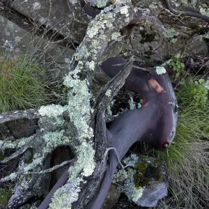 Manzanitas can get very old and often display a mosaic of beautifully colored bark and exposed wood. While the bark generally is too smooth for lichens to grow on, the wood is an excellent surface for lichens. In this photo, many different lichen specie