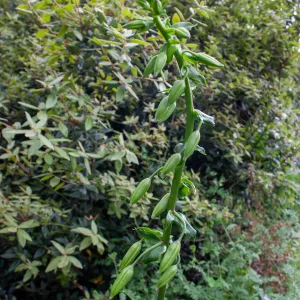 Lilium humboldtii on TequepisTrail