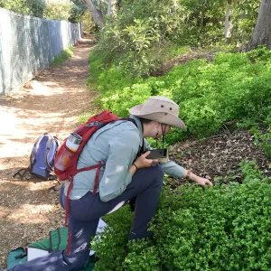 Josie Lesage working on the Thomas Fire burn scar vegetation mapping