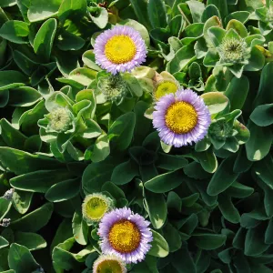 Erigeron glaucus on Santa Cruz Island