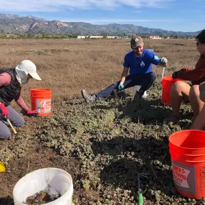 SBBG Conservation team works with partners from Tidal Influence and the Upper Salinas-Las Tablas Resource Conservation District to remove 520lbs of sea-lavender from experimental plots in Carpinteria Salt Marsh.
