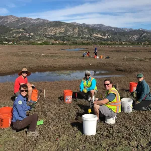 SBBG Conservation team works with partners from Tidal Influence and the Upper Salinas-Las Tablas Resource Conservation District to remove 520lbs of sea-lavender from experimental plots in Carpinteria Salt Marsh.