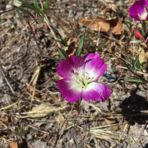 Pismo Clarkia