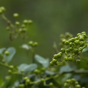Island ceanothus (Ceanothus arboreus) fruits below the Centennial Maze