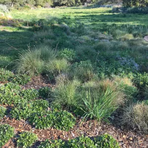 Meadow