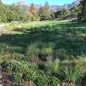 Meadow