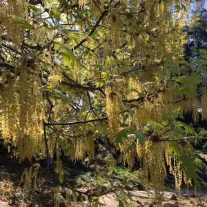 Quercus kelloggi in flower behind the Dudleya Display
