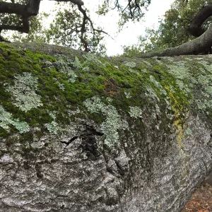 Lichen & moss on main limb of oak (Coastal Live Oak) next to Information Kiosk