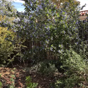 Ceanothus Ray Hartman at Betsy Collins garden