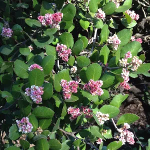 Rhus integrifolia flowers