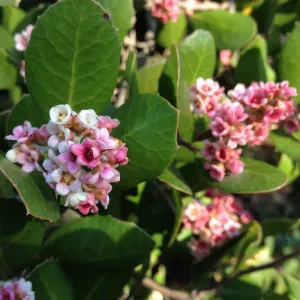 Rhus integrifolia flowers