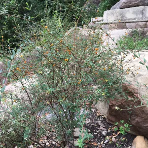 Lonicera subspicata var. subspicata natural population by Campbell Bench
