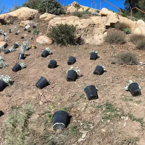 Planting the Baja Islands collection in new Island Section