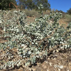 Atriplex barclayana in new Island Section