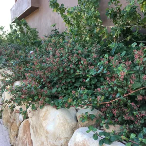 Island View Garden, Ribes viburnifolium in raised bed on north side or the PCC