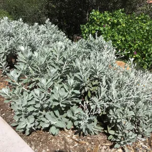 Hazardia detonsa 14-014 at the Island View Garden