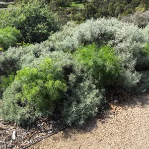 Artemisia nesiotica and Coreopsis gigantea at the Island View Garden