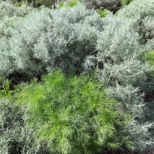 Artemisia nesiotica and Coreopsis gigantea at the Island View Garden