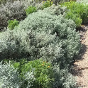 Artemisia nesiotica and Coreopsis gigantea at the Island View Garden