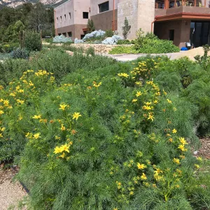 Coreopsis gigantea at the Island View Garden
