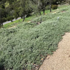 Artemisia Canyon Grey at the Island View Garden