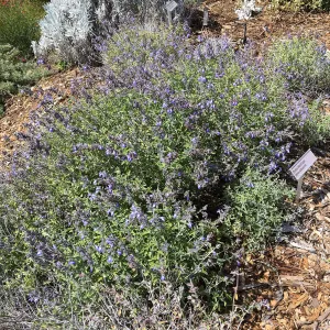 Salvia (Sage) cedrosensis 96-363 at the Island View Garden