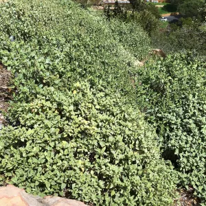 Ambrosia chenopodiifolia at the Island View Garden