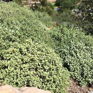 Ambrosia chenopodiifolia at the Island View Garden