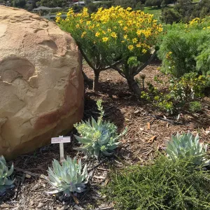 Island View Garden, Dudleya brittonii and Coreopsis gigantea