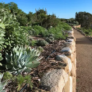 Dudleya brittonii in Island View Garden